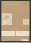Coscinodiscus elegans Grev. (de-Toni-Nr.: Genus 202, Species 5112) Zeichnungen Sammlung Grunow Nr. 8872 (NHMW-BOT-W0378512)